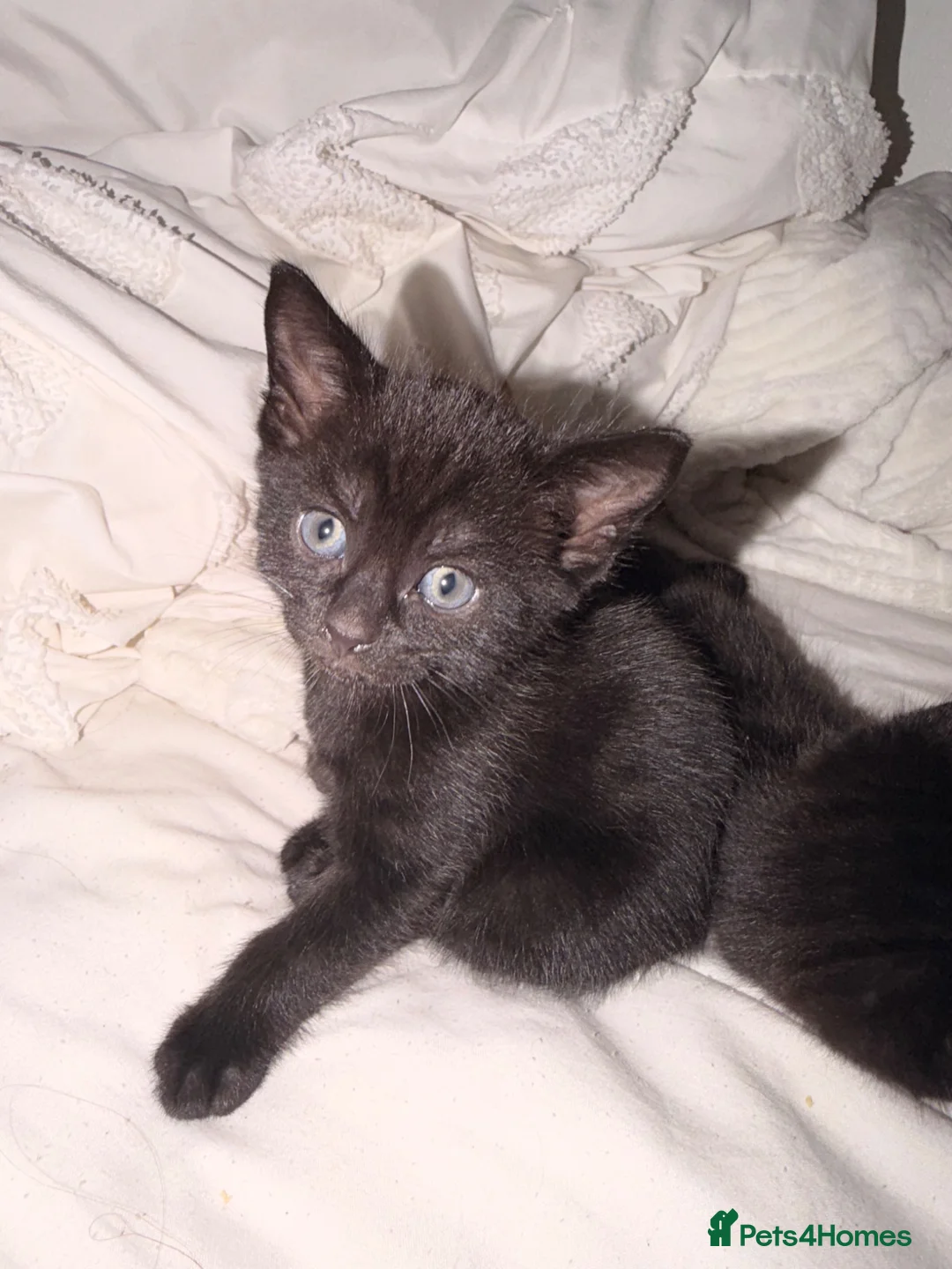 British Shorthair cats for sale: 5 beautiful black kittens  in Basildon - Advert 2