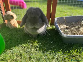 Mini Lop rabbits ❤️Looking for a companion for our lovely mini lop - Advert 4