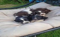 English Springer Spaniel dogs for sale: Kc reg English springer spaniel pups  - Image 6