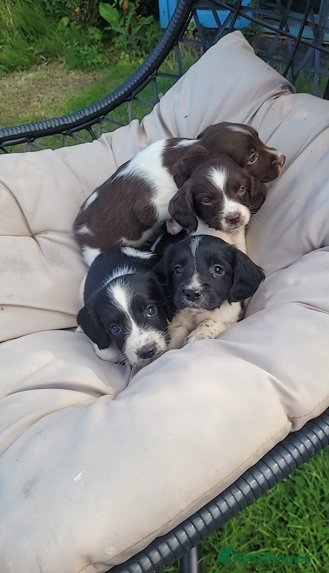 English Springer Spaniel dogs for sale: Kc reg English springer spaniel pups  - Image 6