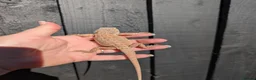 Bearded Dragon reptiles for sale: Baby bearded dragons - Advert 5