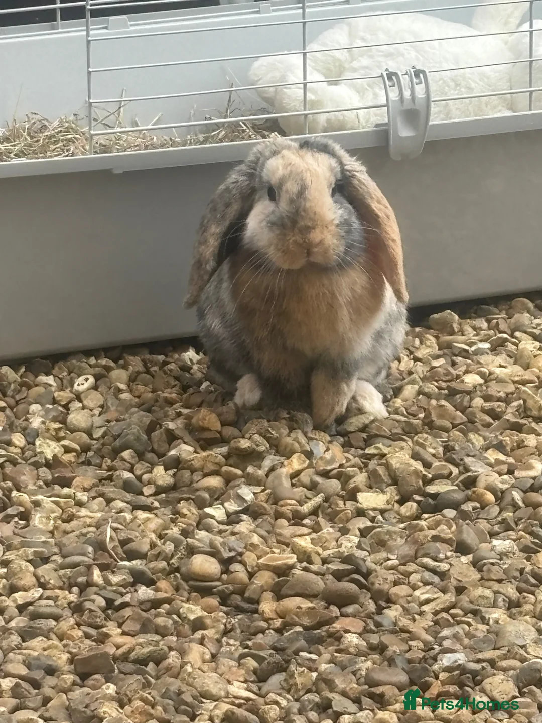 Mini Lop rabbits for sale: Mini lop rabbit  in Westcliff-on-Sea - Advert 2