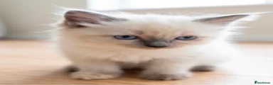 Ragdoll 5