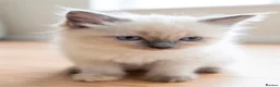 Ragdoll cats for sale: Purebred Ragdoll Kittens, Ready to Go - Advert 30