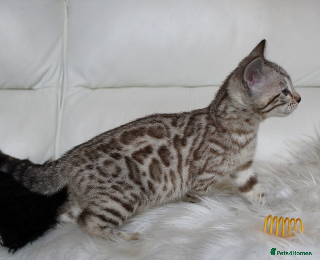 Bengal cats for sale: Gorgeous Bengal kittens - Image 13
