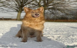 German Shepherd dogs for stud: Isabella & tan German shepherd stud dog - Image 12