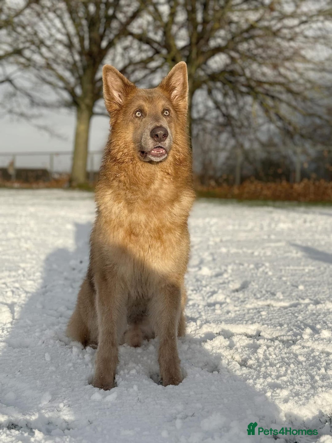 German Shepherd dogs for stud: Isabella & tan German shepherd stud dog - Image 12