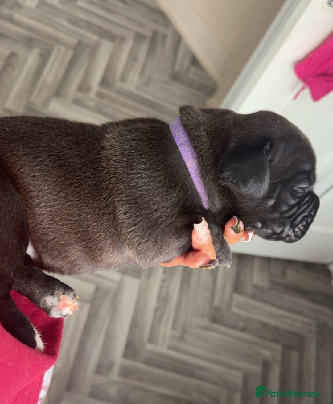 Mixed Breed dogs for sale: 2 dogue de Bordeaux x cane corso puppies - Advert 7