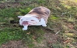 English Bulldog dogs for sale: Can anyone rehome our winnie ! - Image 3