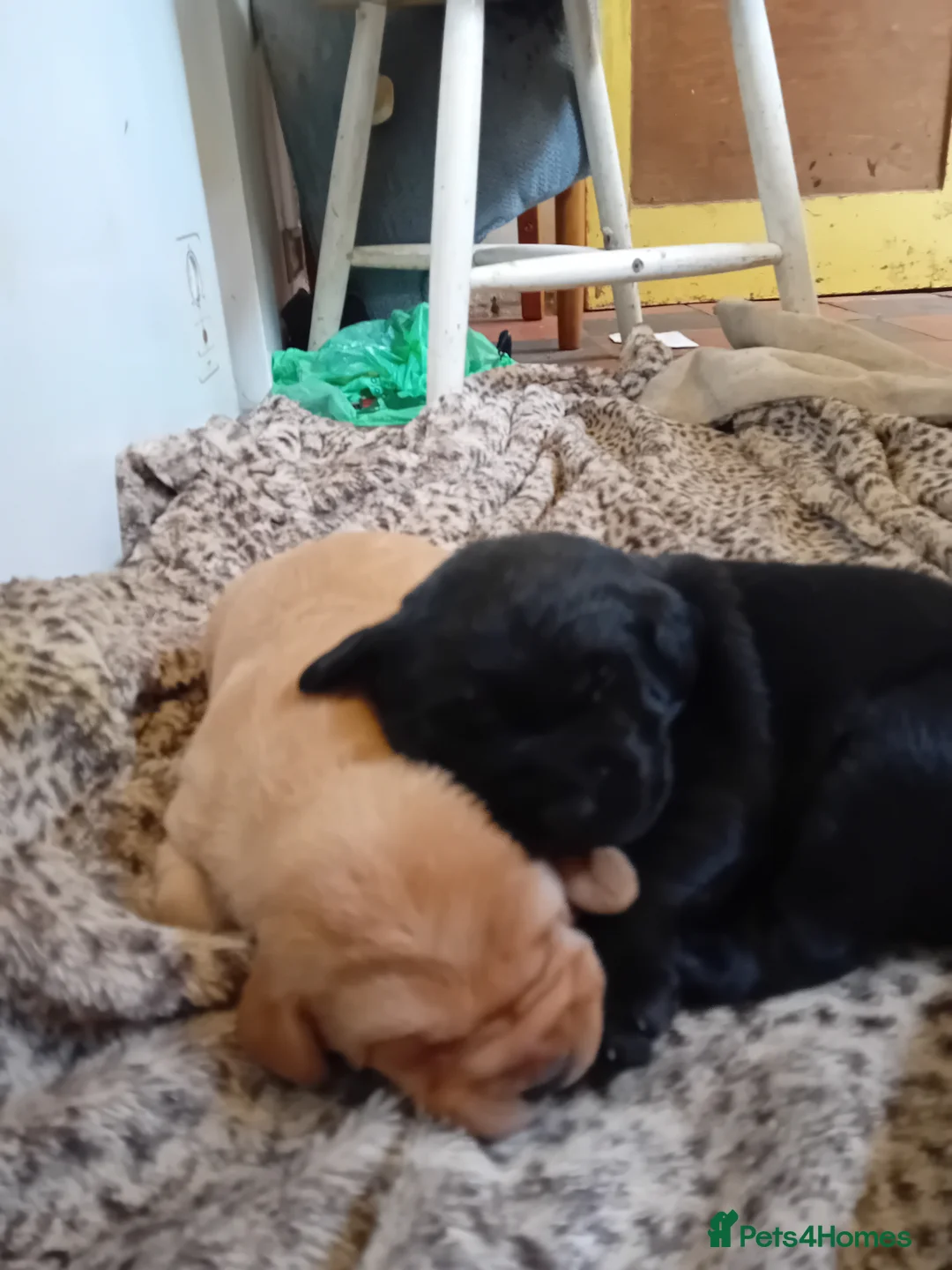 Labrador Retriever dogs for sale: Beautiful Labrador Puppies  in Caernarfon - Advert 8