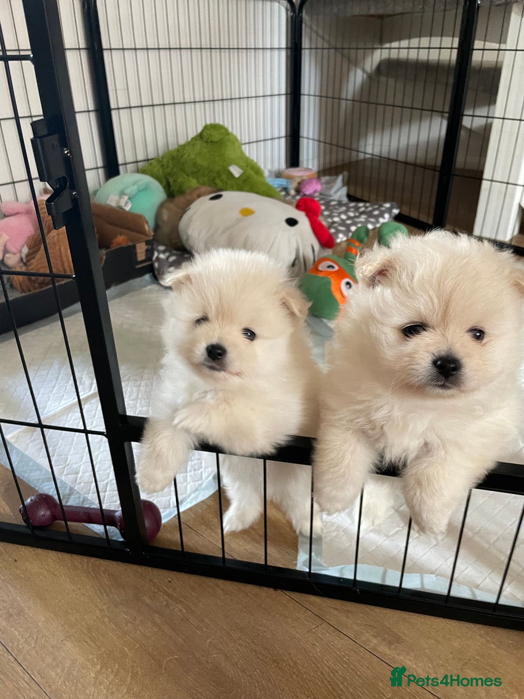 Pomeranian dogs for sale: XS Pomeranian - Image 11