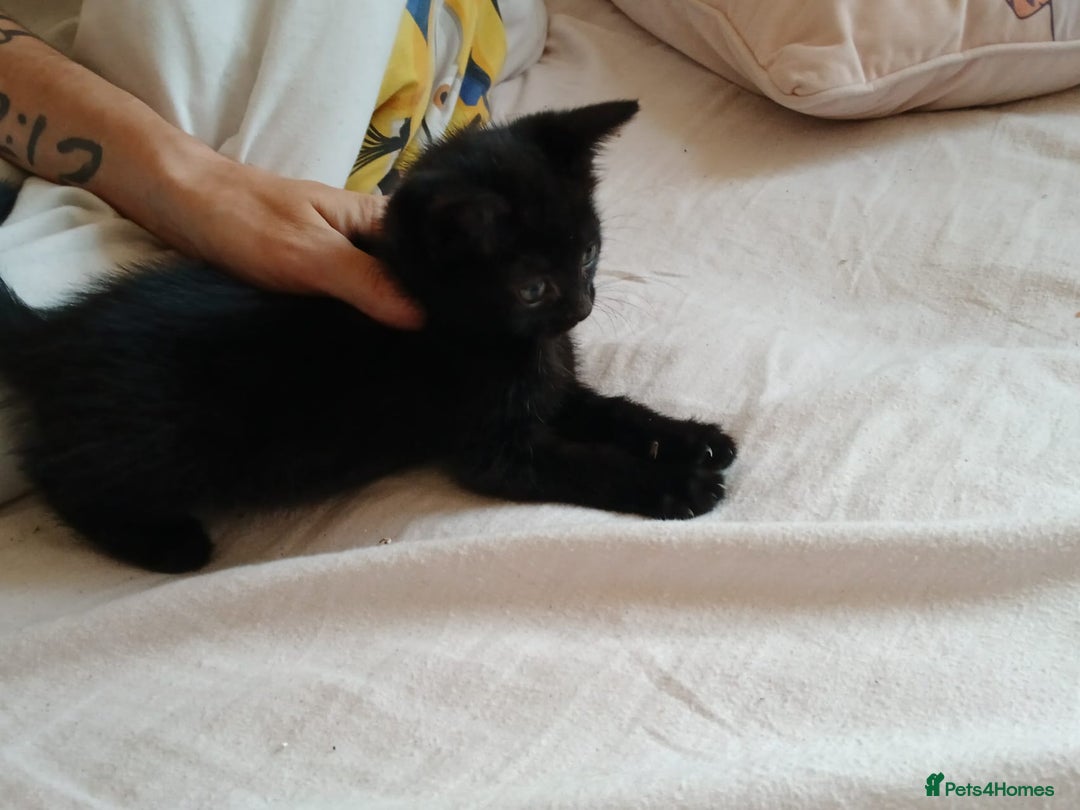 British Shorthair cats for sale: Black kittens for sale - Image 4