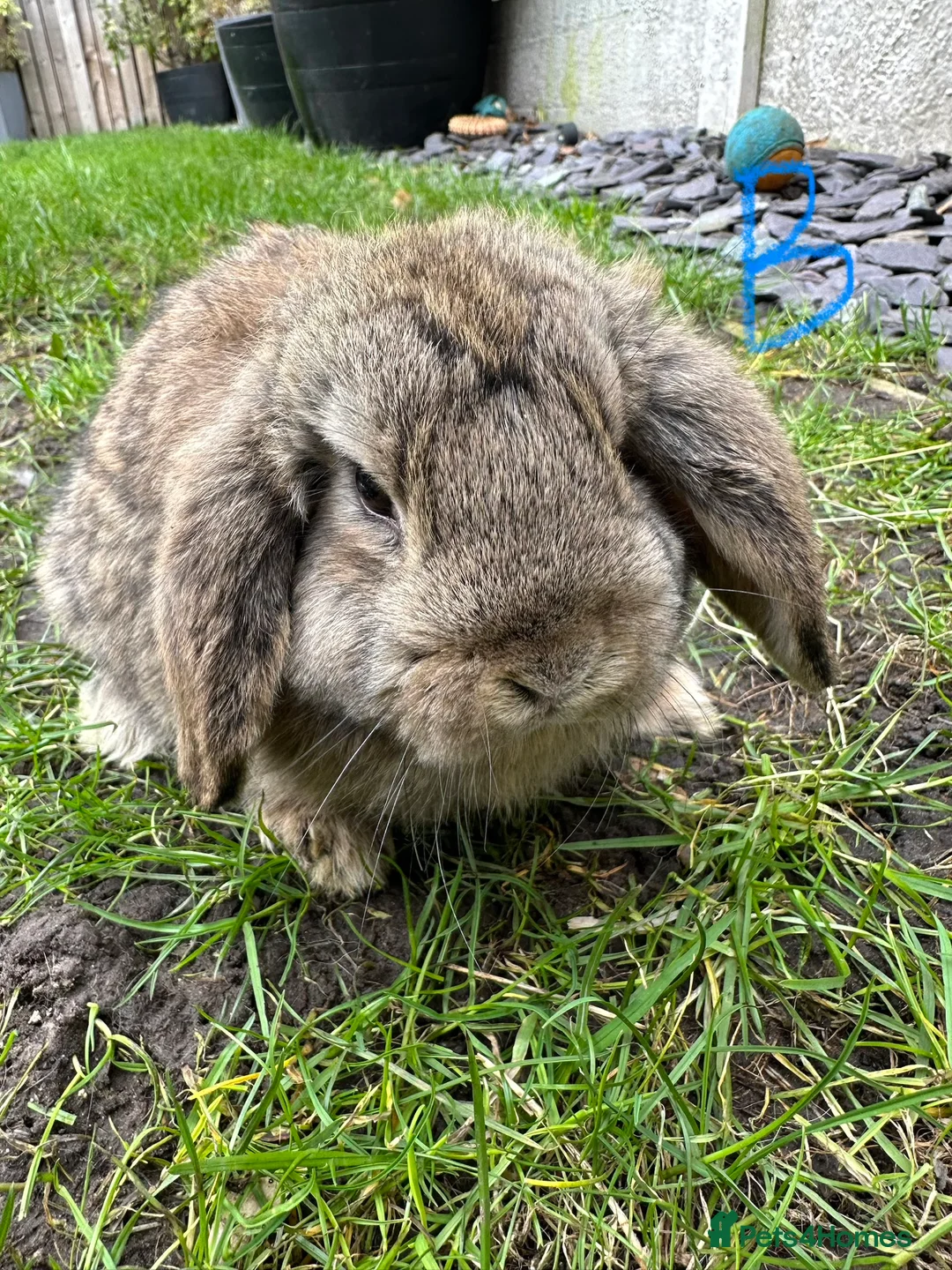 Mini Lop rabbits for sale: Mini Lop Rabbits For Sale  - Advert 15