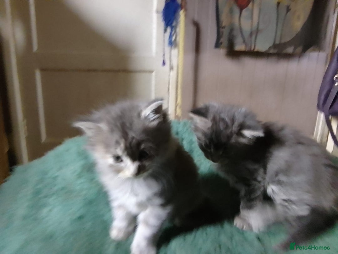 Mixed Breed cats for sale: AWESOME FLUFFY CHUNKY NORWEGIAN FOREST CAT X - Advert 31