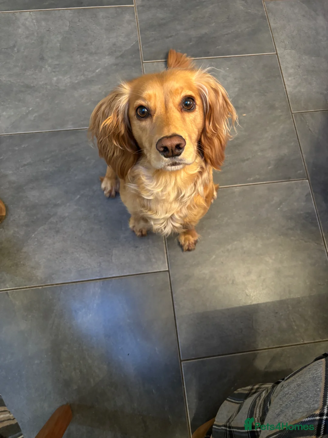 Cocker Spaniel dogs for sale: Working Cocker Spaniel Pups - Advert 1