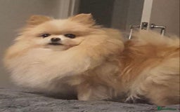 Pomeranian dogs for sale: XS Kc reg quality Pomeranian puppies  - Image 13
