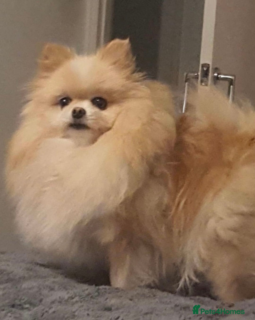 Pomeranian dogs for sale: XS Kc reg quality Pomeranian puppies  - Image 13