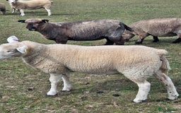Sheep livestock for sale: Three texel ewe lambs for sale  - Image 2