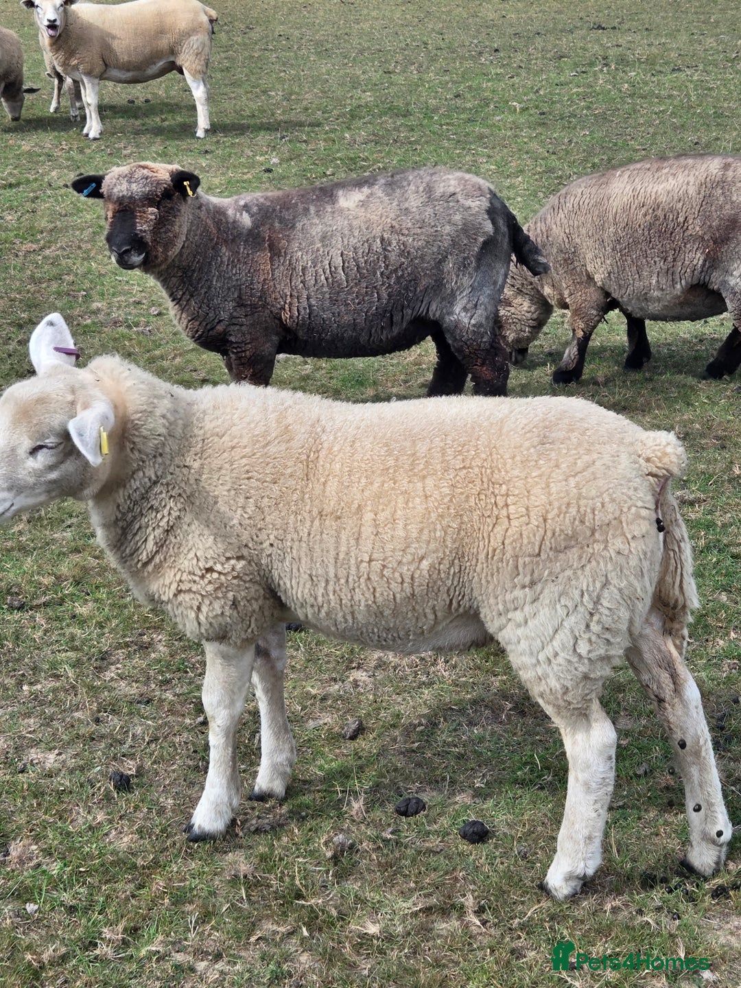 Sheep livestock for sale: Three texel ewe lambs for sale  - Image 2