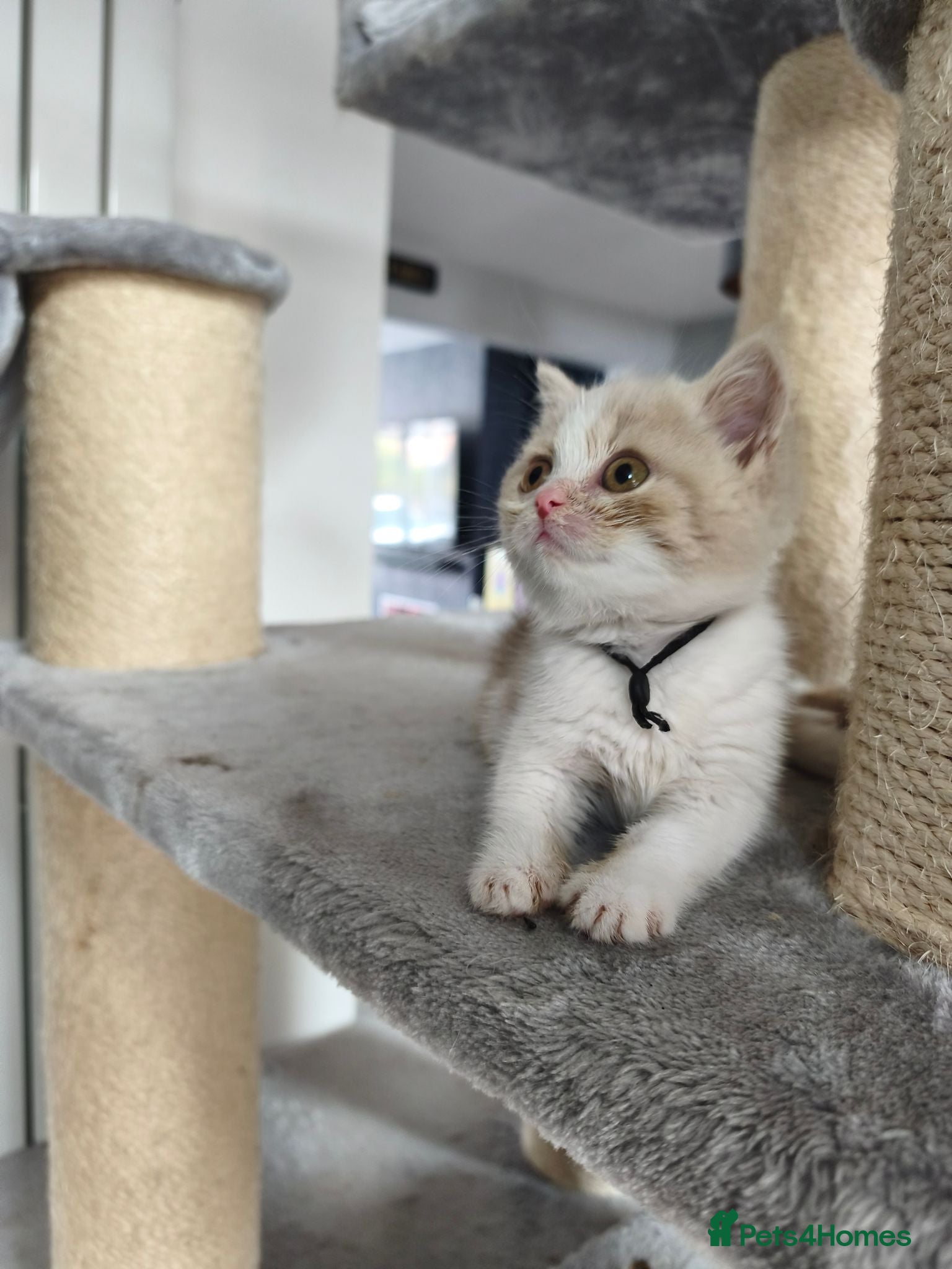 British Shorthair cats British shorthair kittens - Advert 2