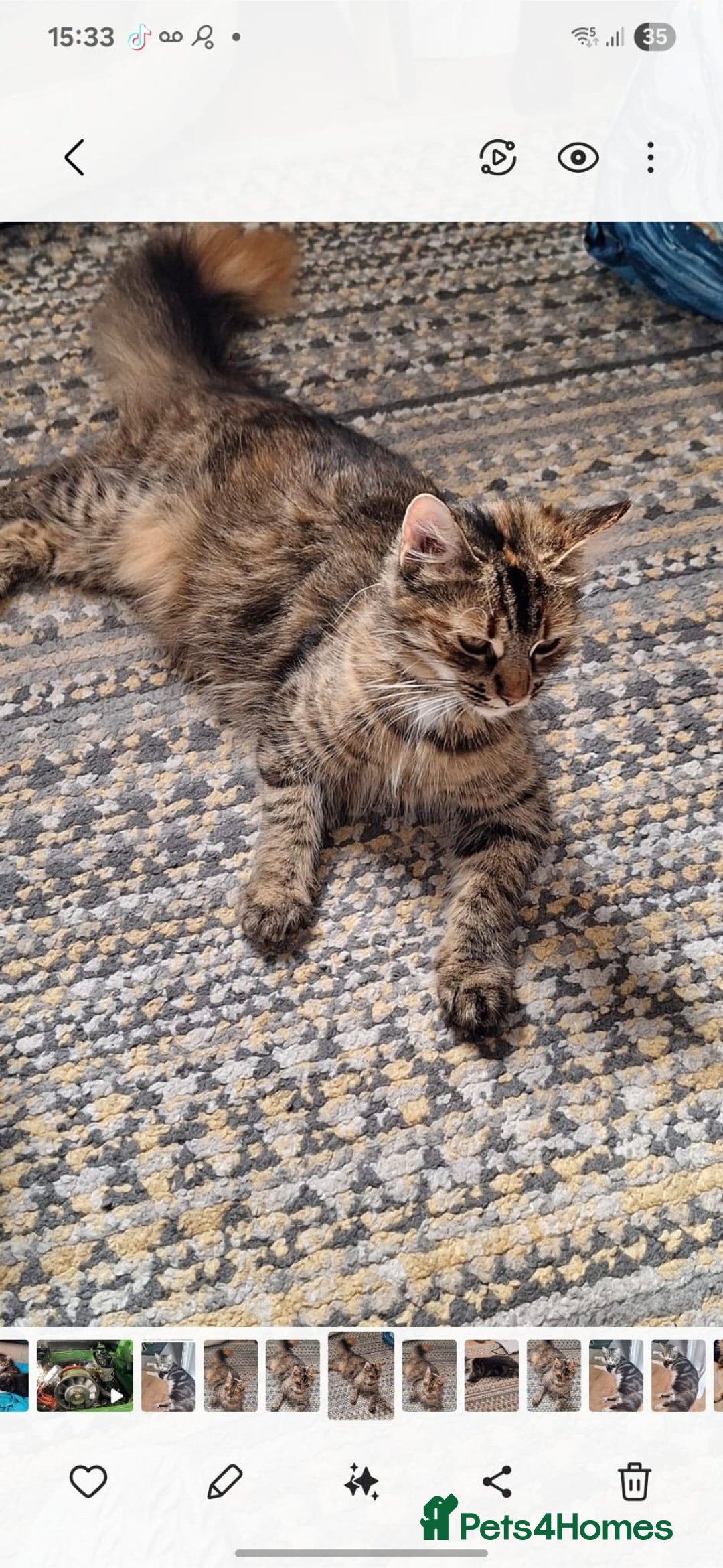 Norwegian Forest Cat cats for sale: Norwegian forest boys  - Advert 4