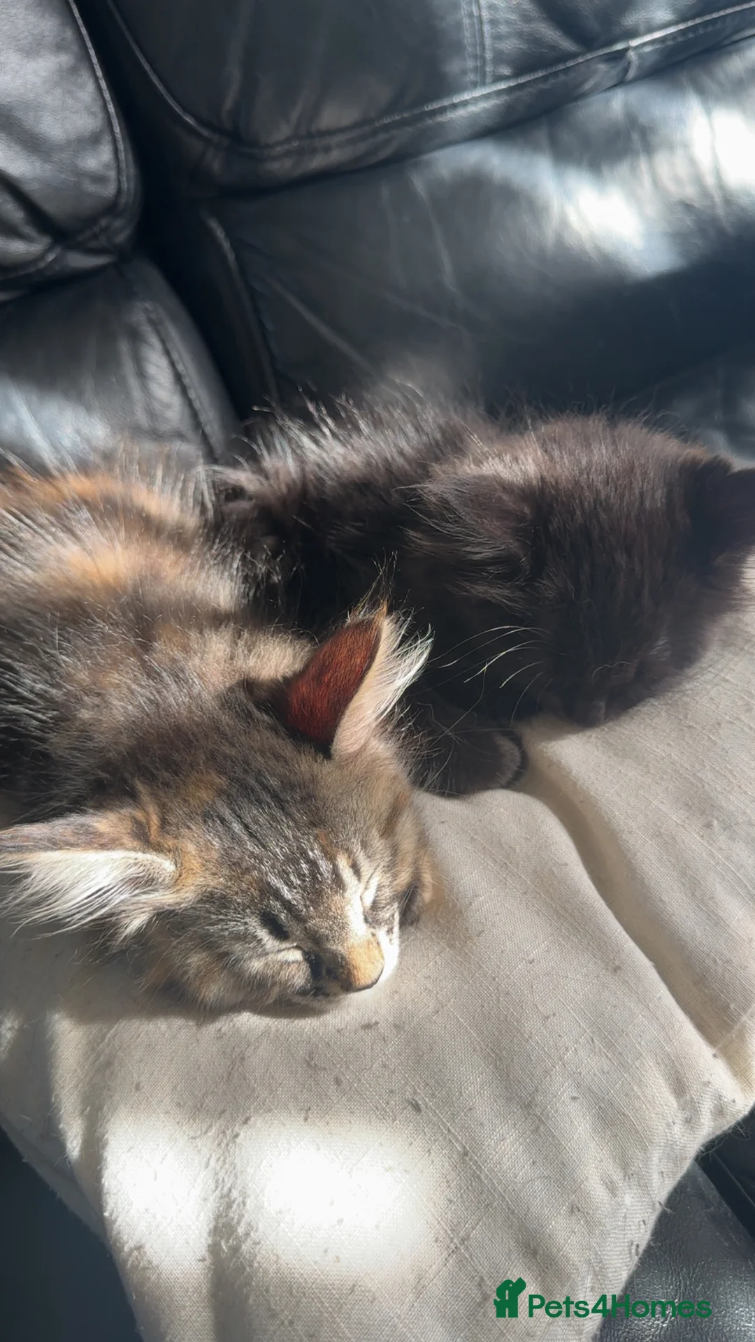 Maine Coon cats for sale: Maincoone kittens  - Advert 6