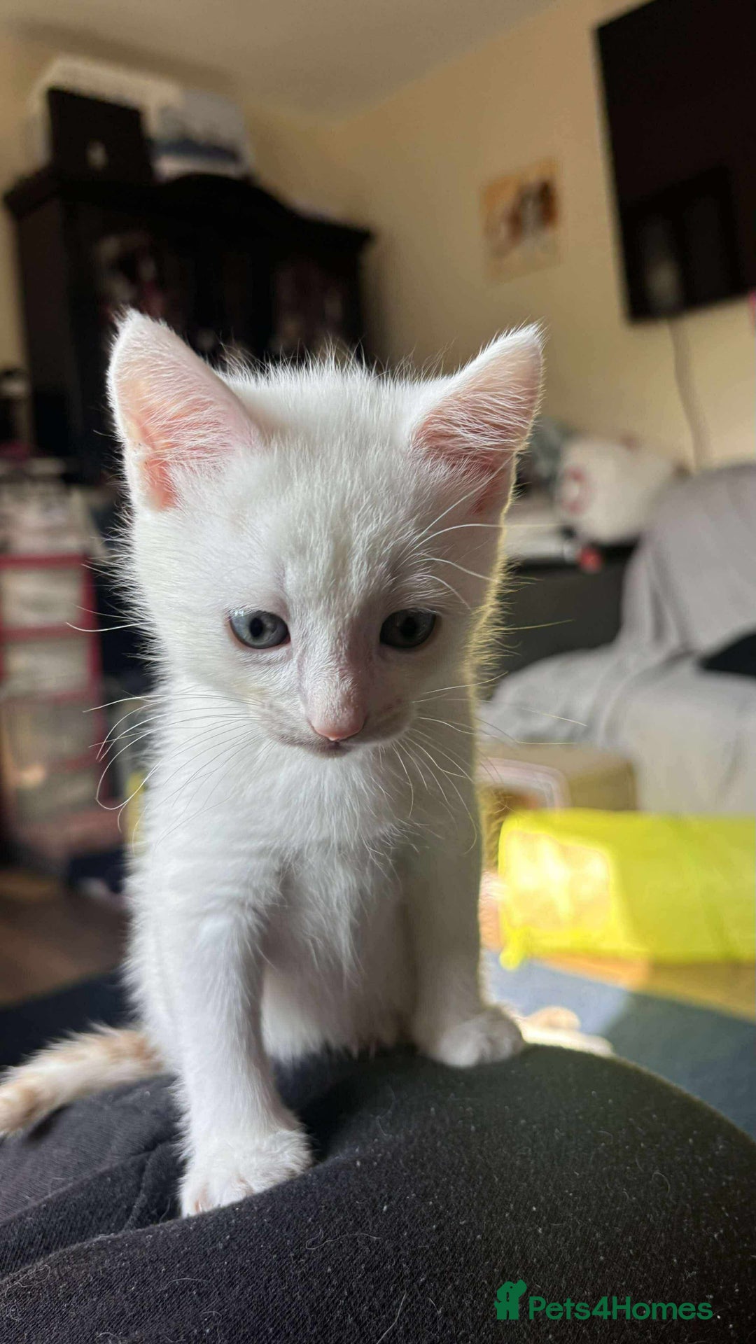 Turkish Van cats for sale: 2 x boy kittens  - Image 2