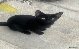 Siamese cats for sale: Siamese cross breeds  - Image 10