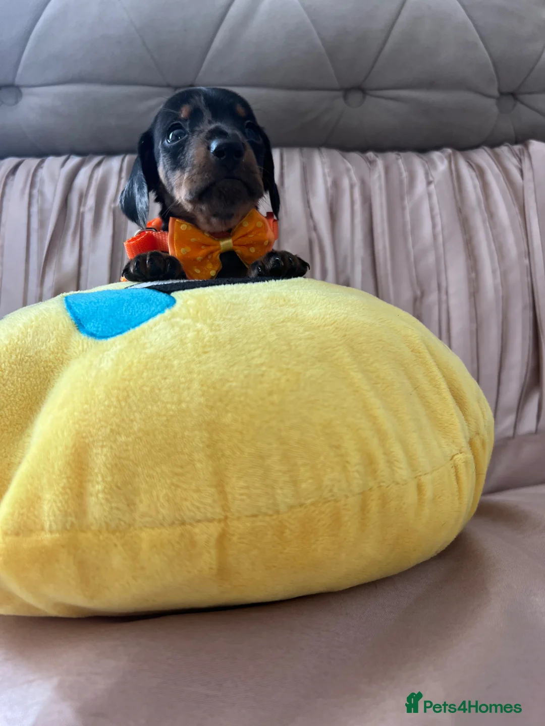 Miniature Dachshund dogs for sale: 🐶5 Miniature duschund puppies in Preston - Advert 21
