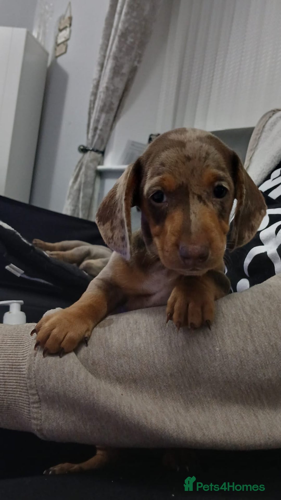 Miniature Dachshund dogs for sale: 3 left mini dachshund BOYS KC READY NOW   - Image 14