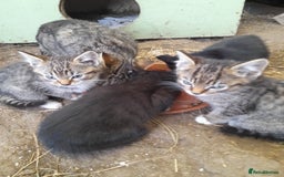 Aegean cats for sale: Agean x Kittens for sale - Image 3