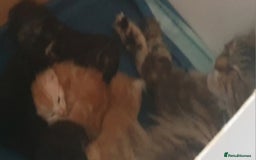 Maine Coon cats for sale: Kittens ready now - Image 4