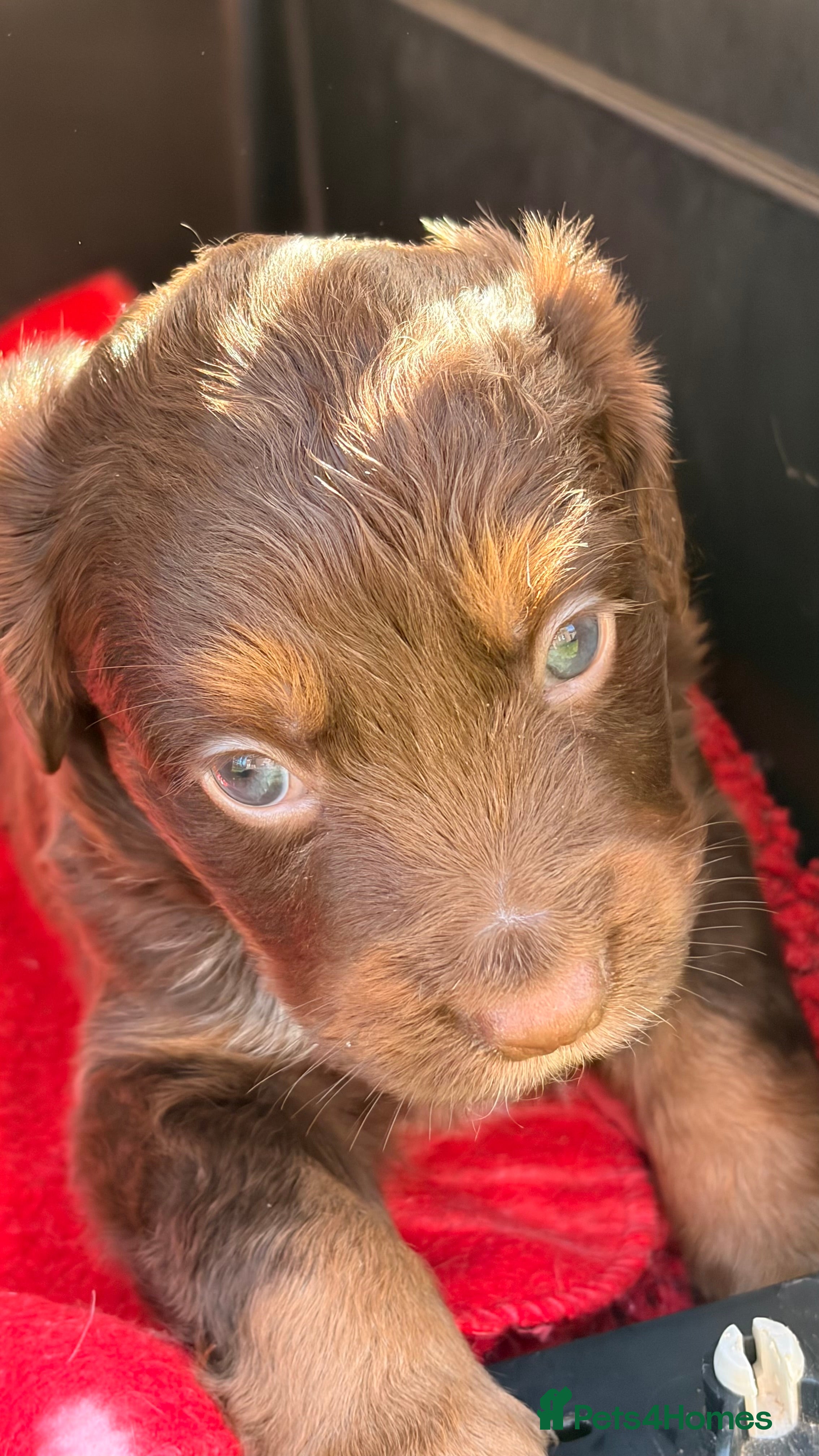 Cocker Spaniel dogs STUNNING WORKING COCKER SPANIEL PUPS.  - Advert 2