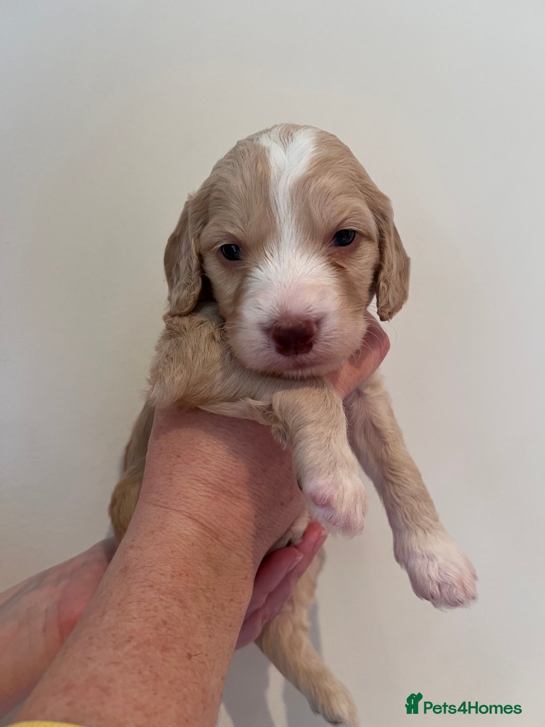 Cockapoo dogs for sale: Apricot F1B Cockapoo puppies - Advert 14