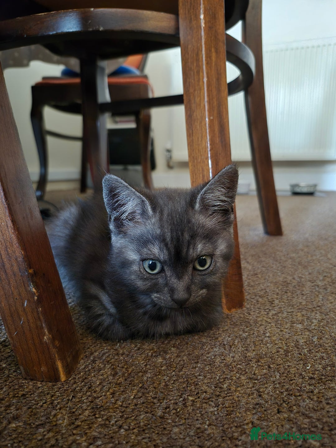 British Shorthair cats for sale: Black Short Haired Tabby Cross Breed Kitten - Image 8