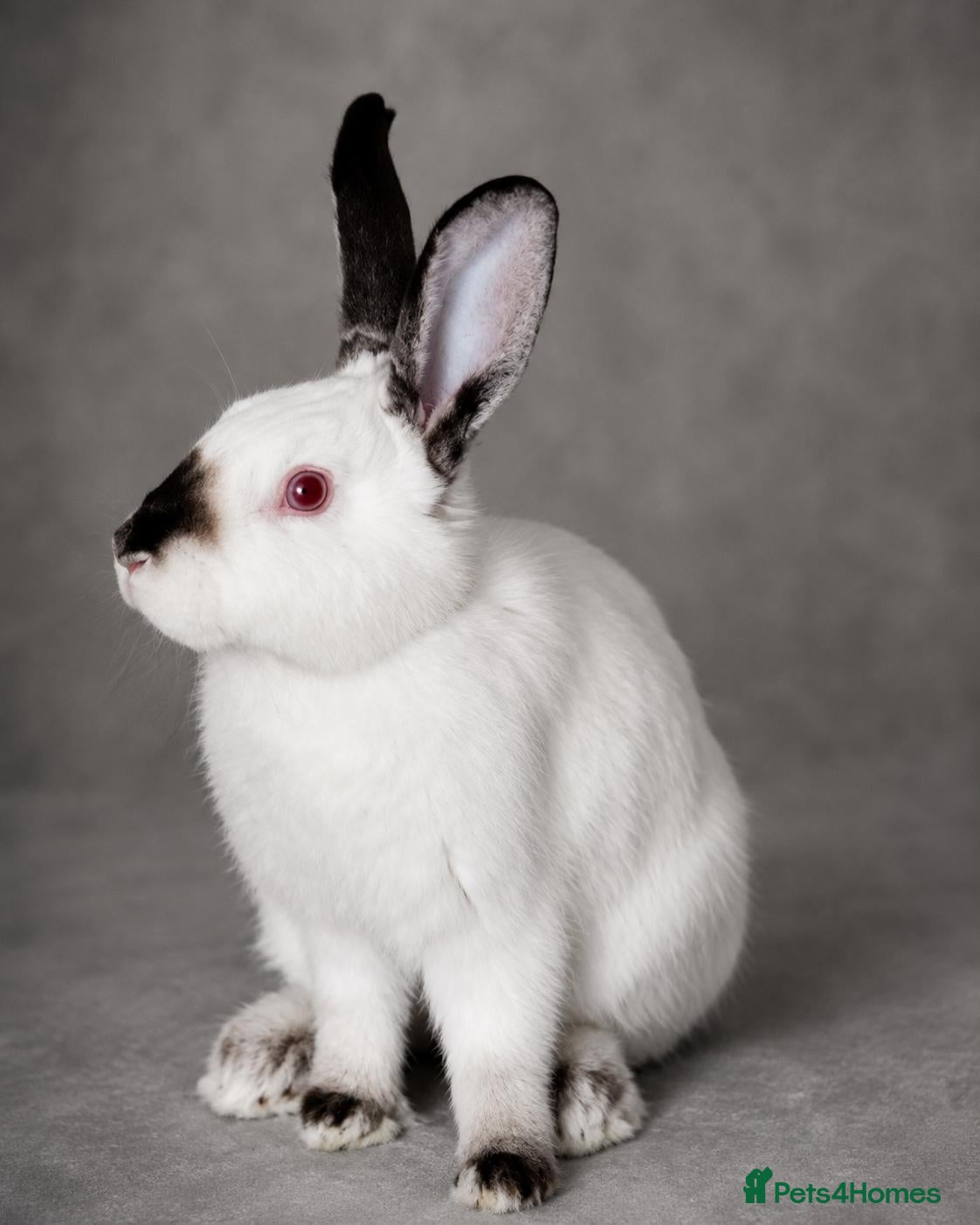 Californian rabbits Desperate need to rehome  - Advert 1
