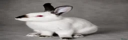 Californian rabbits for sale: Desperate need to rehome  - Advert 1
