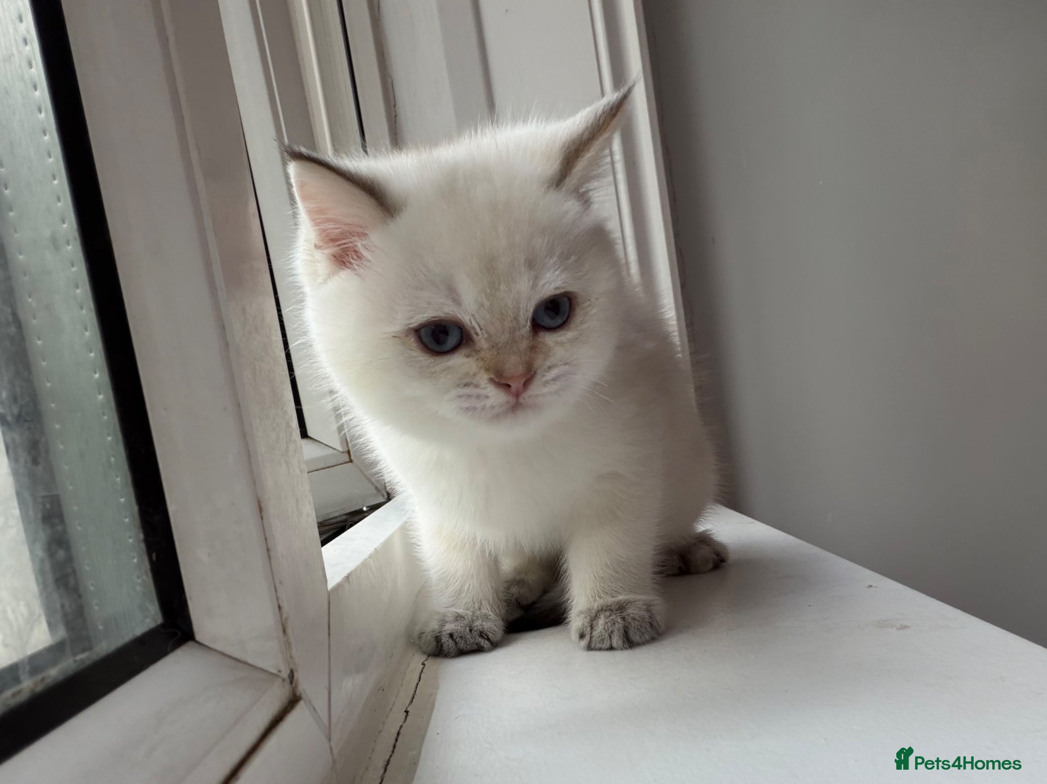 British Longhair cats LOOKING FOR A NEW FAMILY!!! NEW HOME  - Advert 3