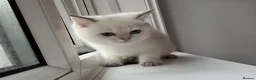 British Longhair cats for sale: Exquisite British Kittens – Golden & Colourpoint  - Advert 22