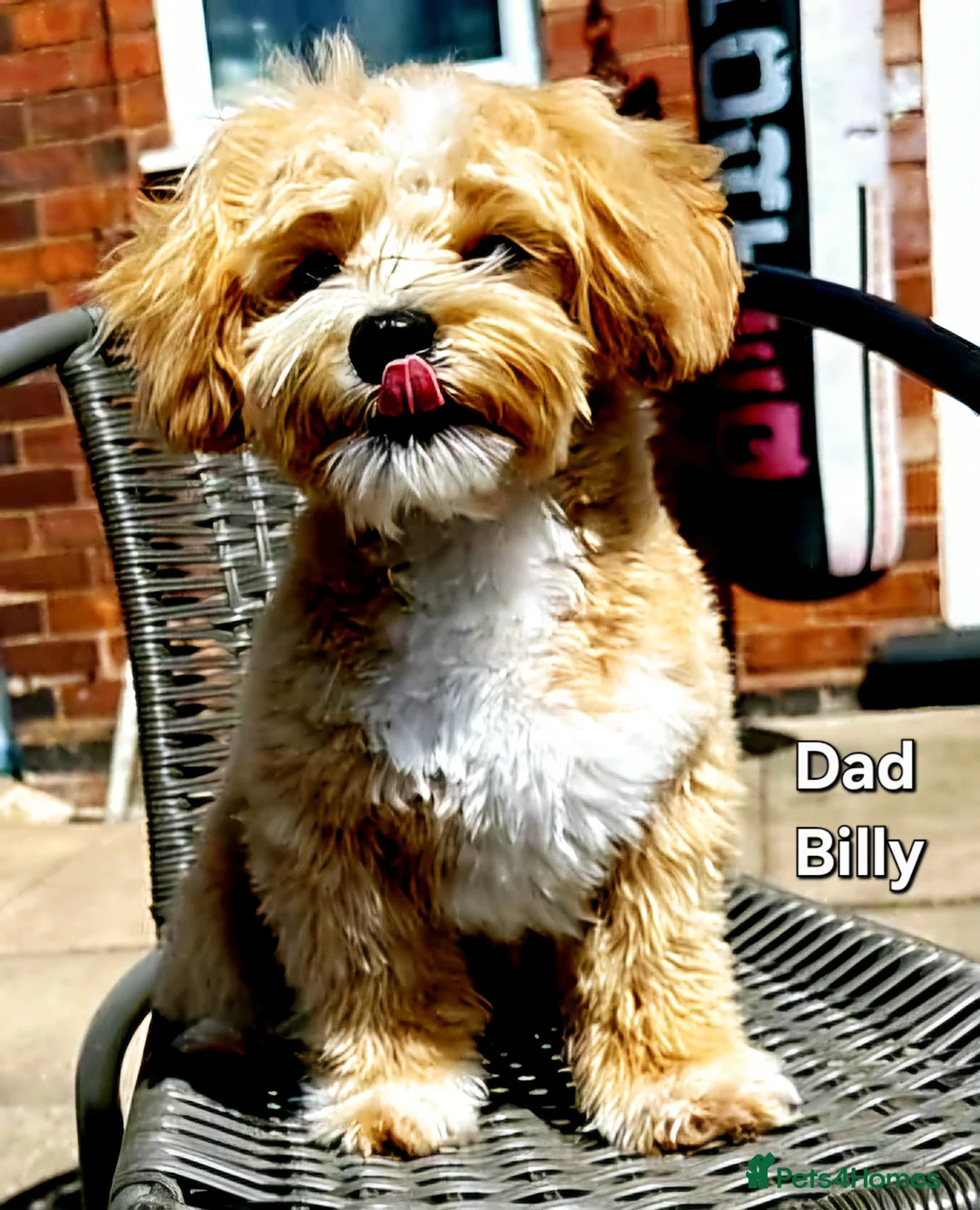 Maltipoo dogs for sale: Loving F2 Maltipoo Puppies Raised at Home 🐾 - Advert 17