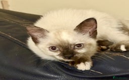 Ragdoll cats for sale: ADORABLE RAGDOLL POLYDACTYL KITTENS - READY NOW - Image 34