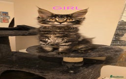 Maine Coon cats for sale: PURE BREED MAINE COONS KITTENS Delivery available - Image 7