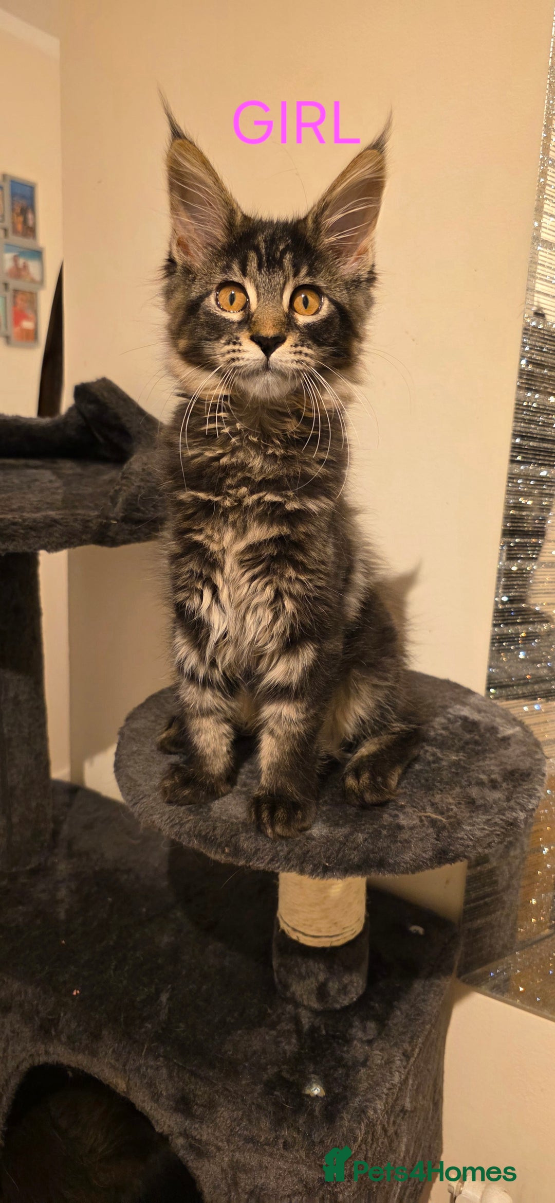 Maine Coon cats for sale: PURE BREED MAINE COONS KITTENS Delivery available - Image 7