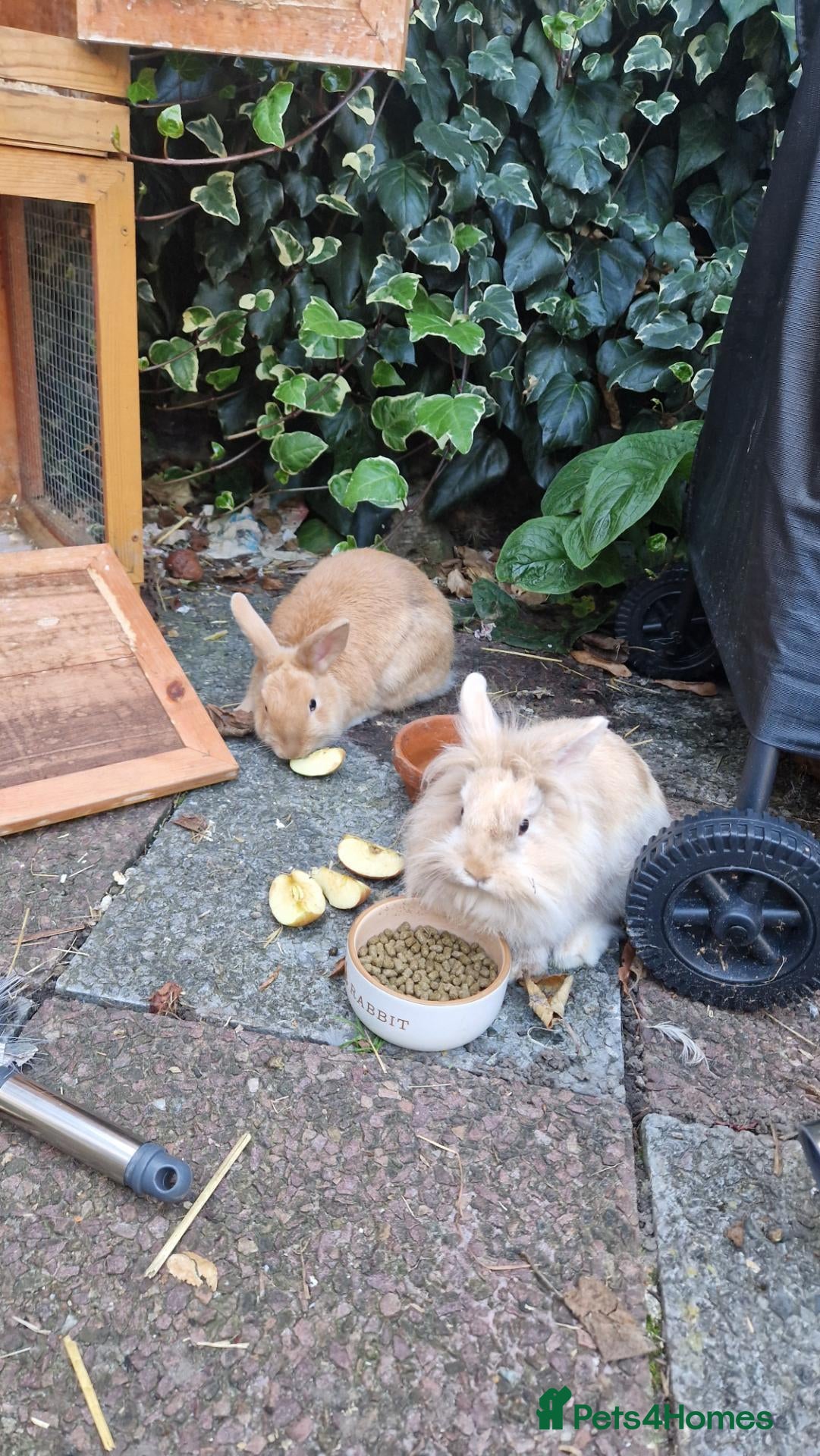 Lionhead rabbits 2 gorgeous tan bunnies - Advert 1