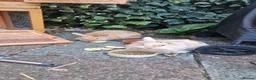 Lionhead rabbits for sale: 2 gorgeous tan bunnies in Great Yarmouth - Advert 1