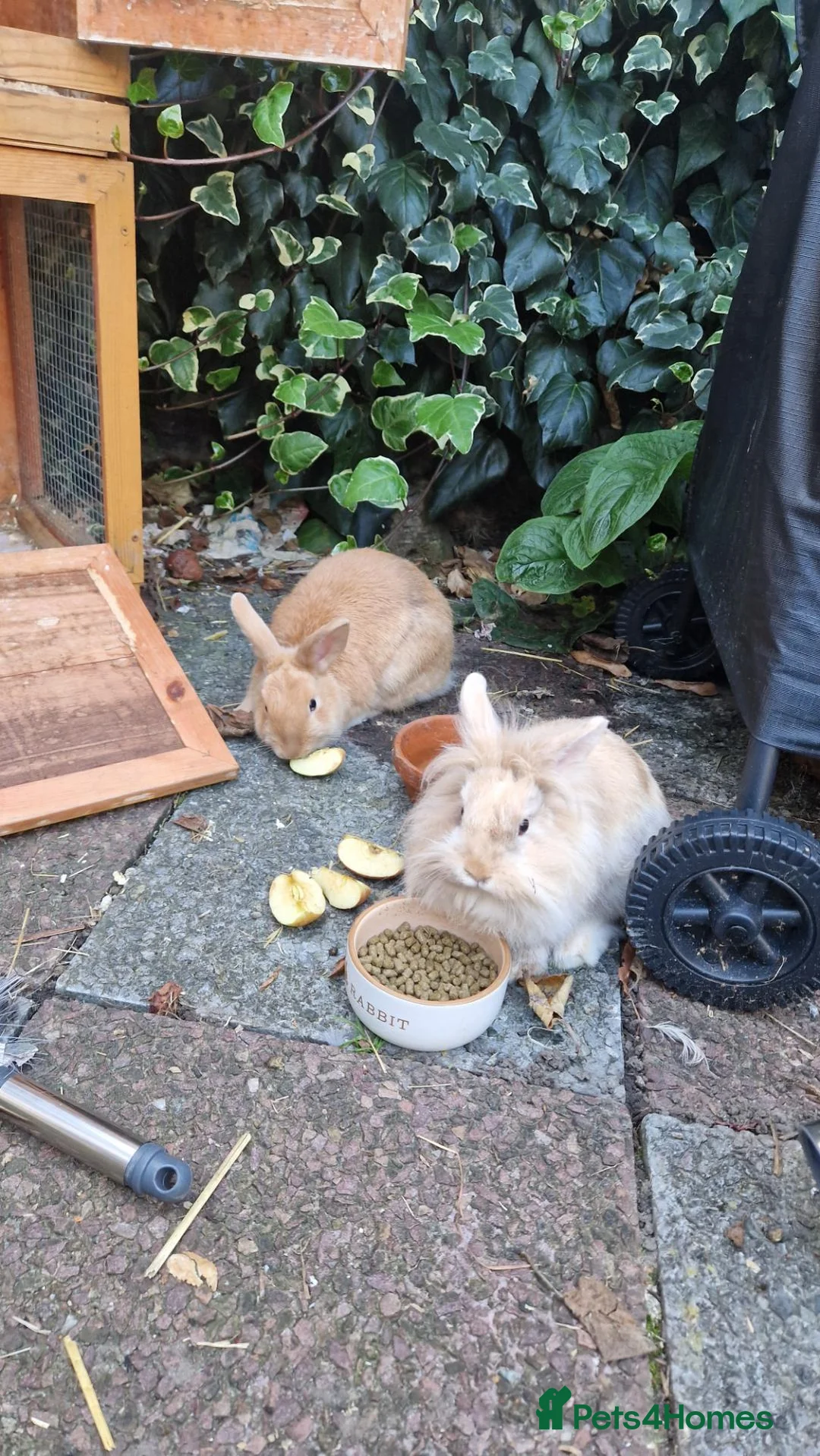 Lionhead rabbits for sale: 2 gorgeous tan bunnies in Great Yarmouth - Advert 1