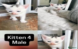 Mixed Breed cats for sale: White / Odd eye / black  Russian mix kittens /  - Image 5