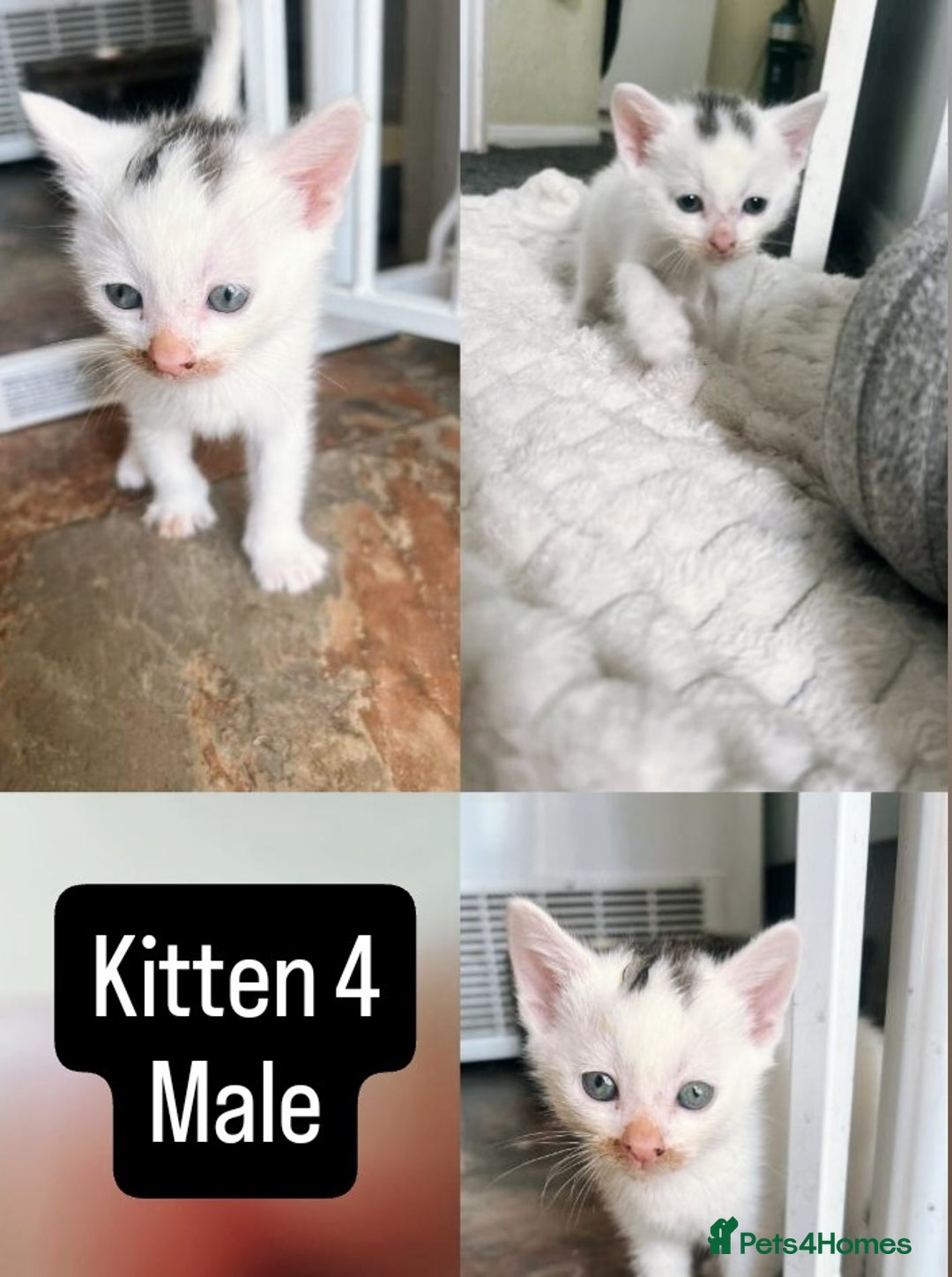 Mixed Breed cats for sale: White / Odd eye / black  Russian mix kittens /  - Image 5