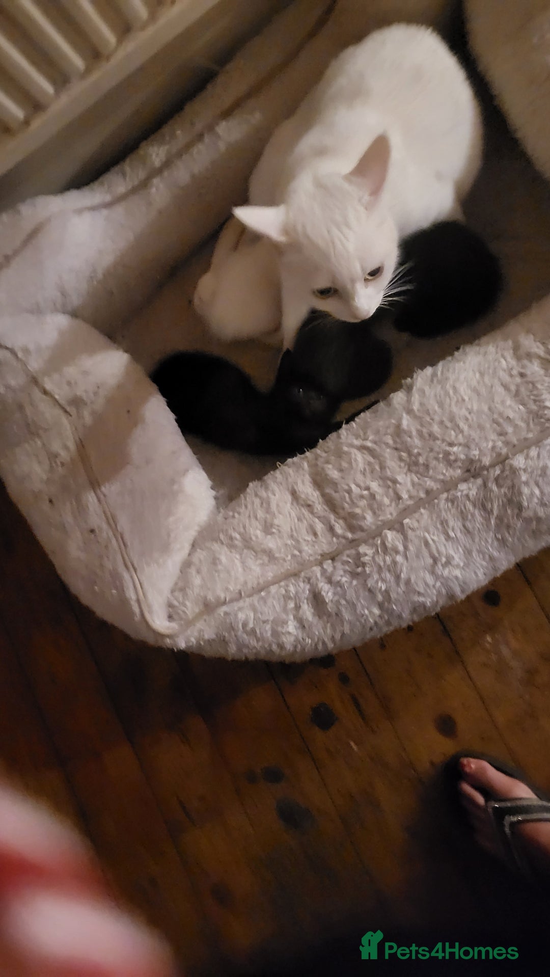 Mixed Breed cats for sale: 7 lovely kittens  - Advert 9