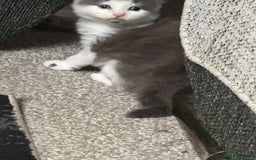 British Longhair cats for sale: 6 beautiful lovable friendly kittens - Image 3